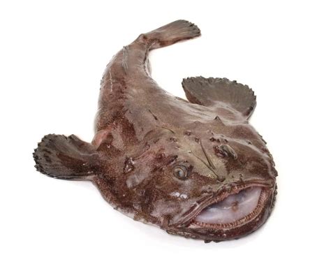 Monkfish Fish Facts .